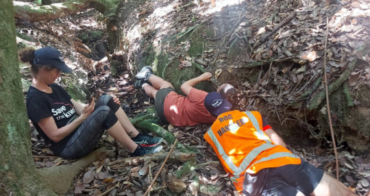 Save the Kiwi conducts first comprehensive kiwi survey on Kawau Island