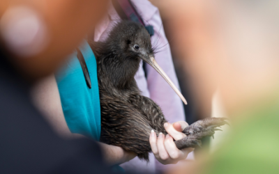 Coromandel brown kiwi move off Motutapu for the first time
