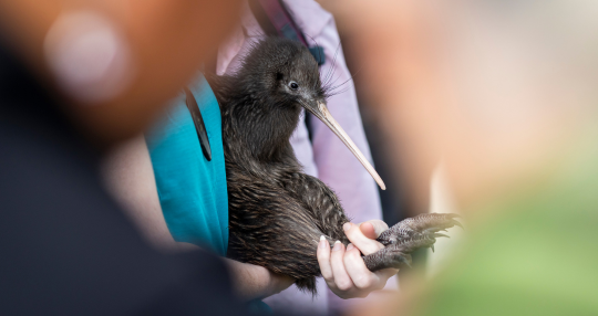 Coromandel brown kiwi move off Motutapu for the first time