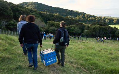 Waiheke kiwi population doubles