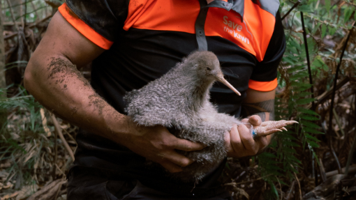 Kiwi advocacy
