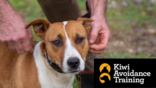 Kiwi avoidance dog training
