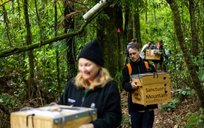 Record-breaking 800 kiwi translocated from Sanctuary Mountain Maungatautari