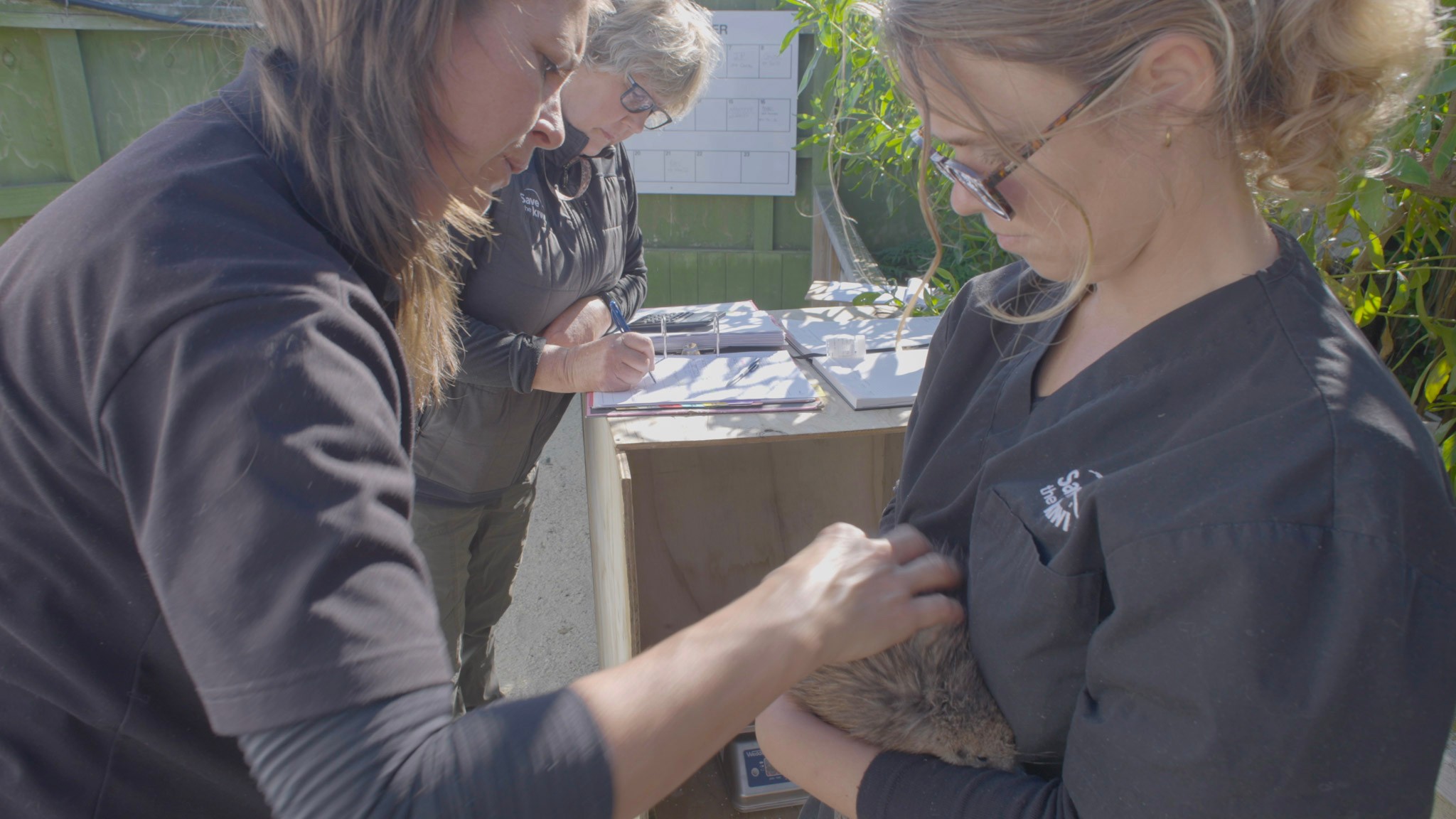 north island brown kiwi hatches at the Crombie Lockwood Kiwi Burrow
