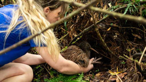 Protecting Kiwi – Koko