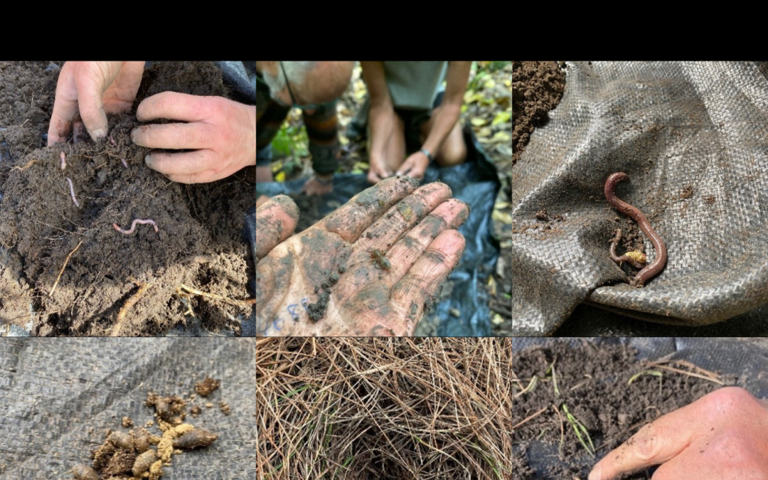 Assessing Food Availability for Kiwi at Release Sites