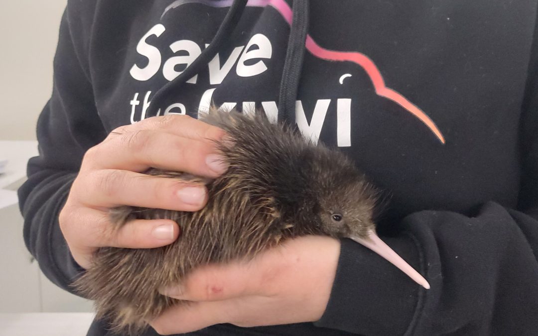 Surprise chick kicks off 2026 season at the Napier Kiwi Crèche